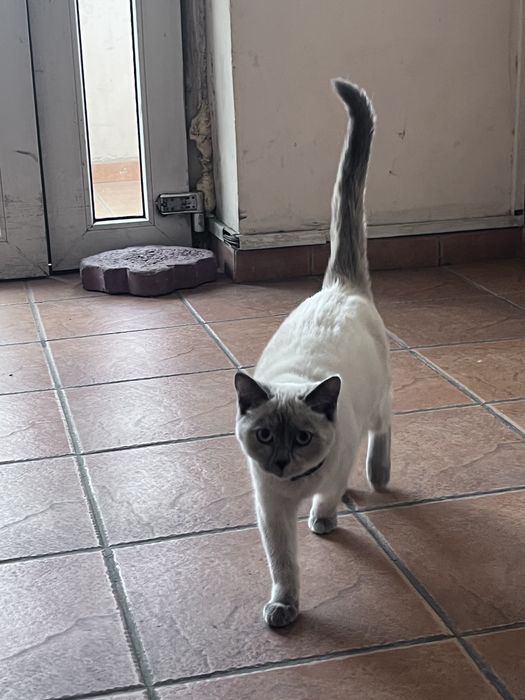 Кошка в добрые руки