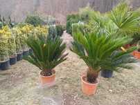Plante decorative