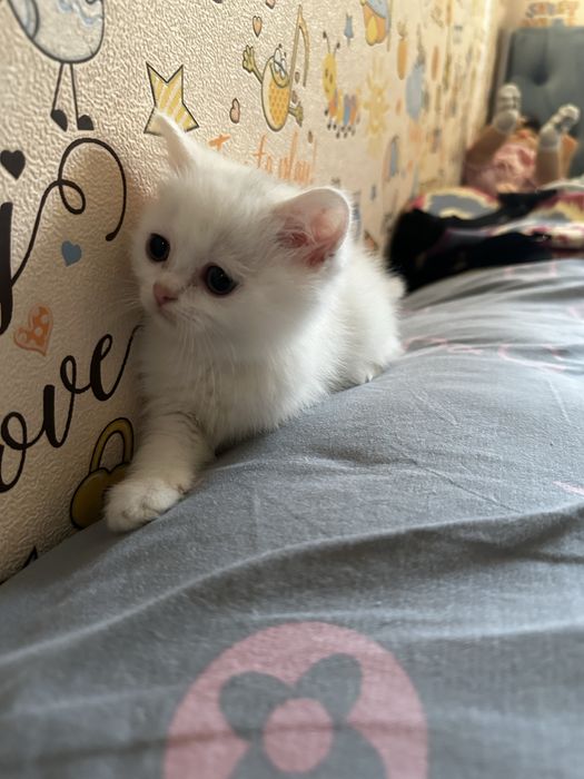 Белый котенок скотиш страйт