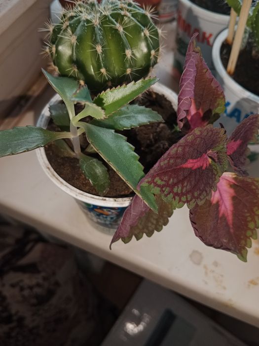 Коланхое колес кактус 3к