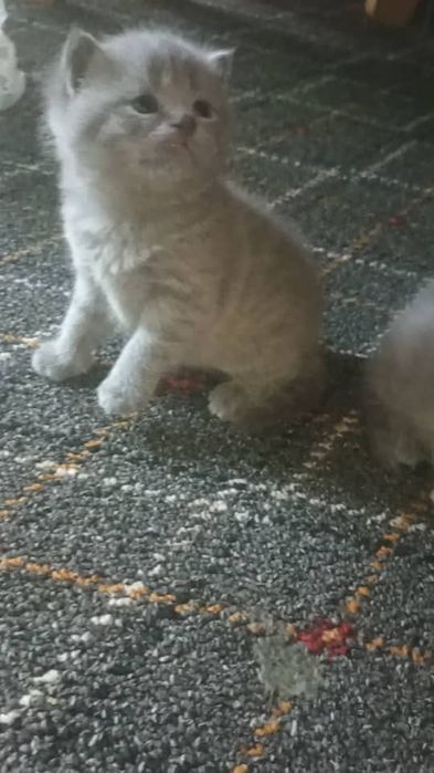 Скотиш страйт и фулд