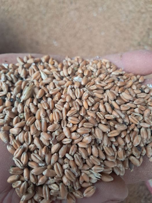 Vând ovăz și grâu