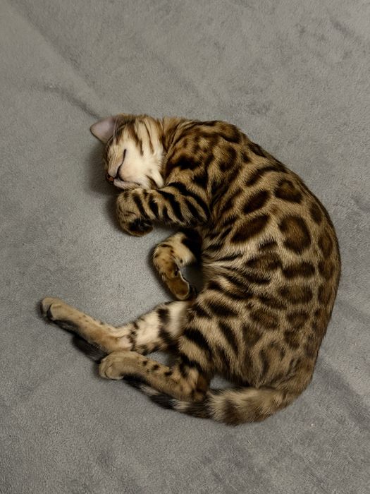 Продам бенгала кошечку
