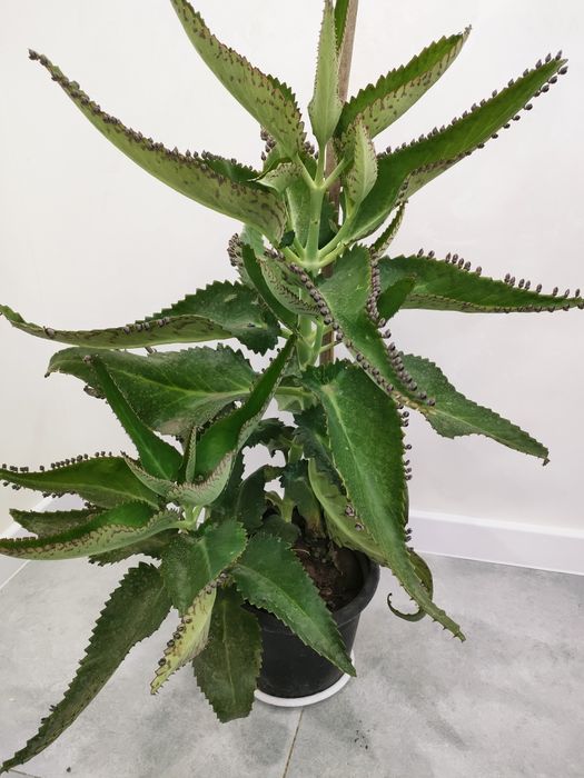 Каланхоэ лечебное, доставка