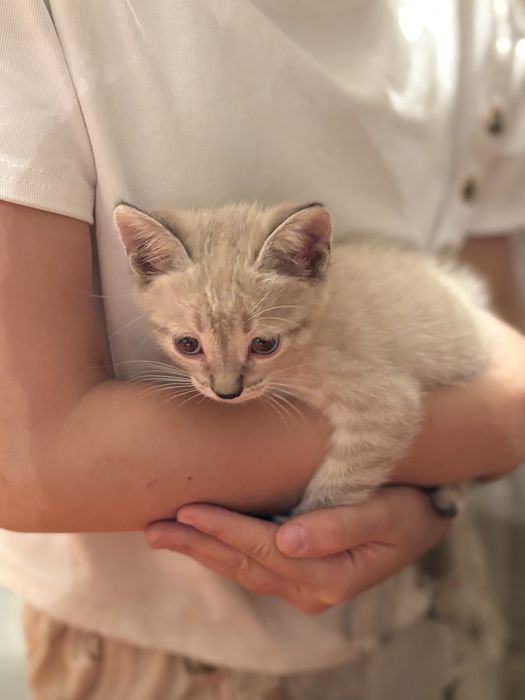 отдам котёнка в добрые руки
