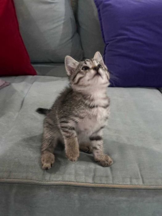 Отдам даром котёнка маличика 2,5 мес.