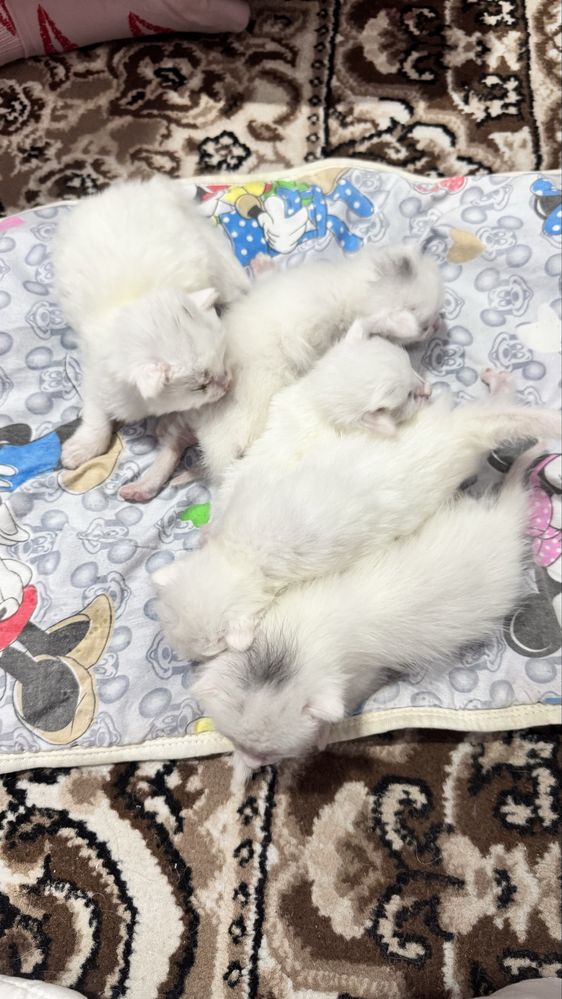 Белые кошки Ок мушукчалар
