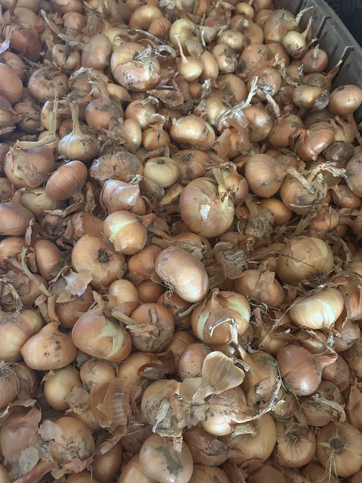 ceapa de vanzare!!