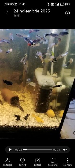 Pești guppy mix de vânzare