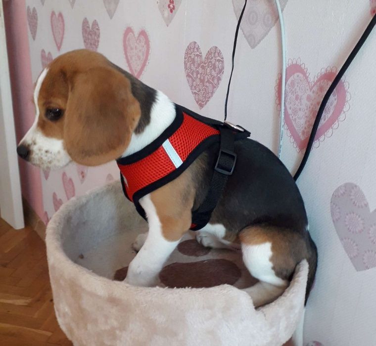 Каишка за малки кучета