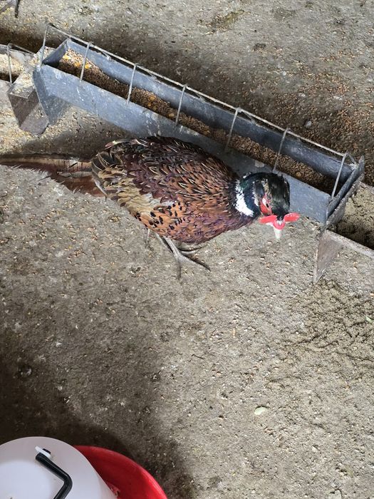 Familie fazani comuni