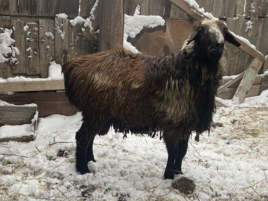 3 жасар үлкен семіз қошқар сатамын