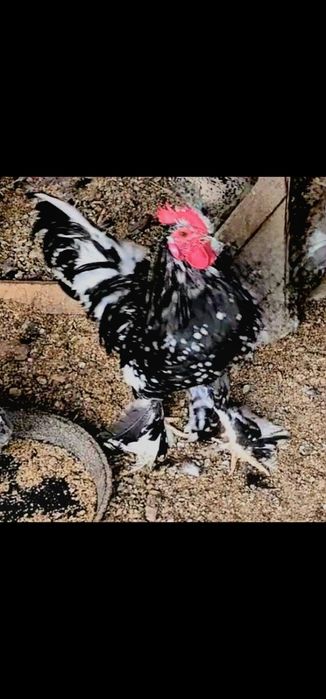 Петух как Милфлёр Карликовый Кораз