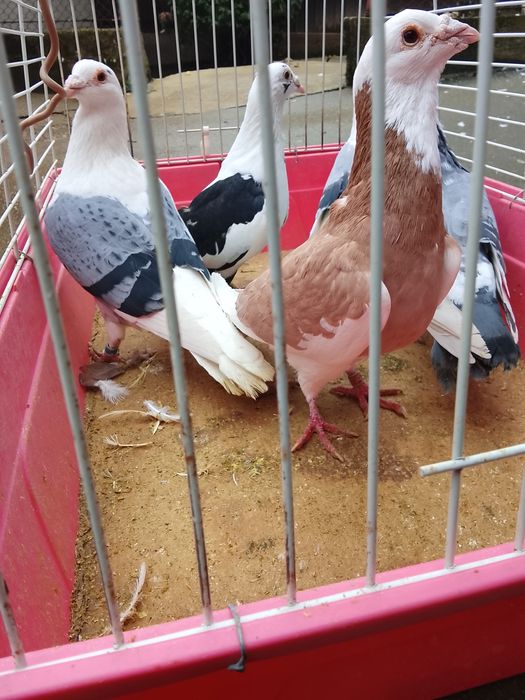 Vând porumbei voiajori baltati