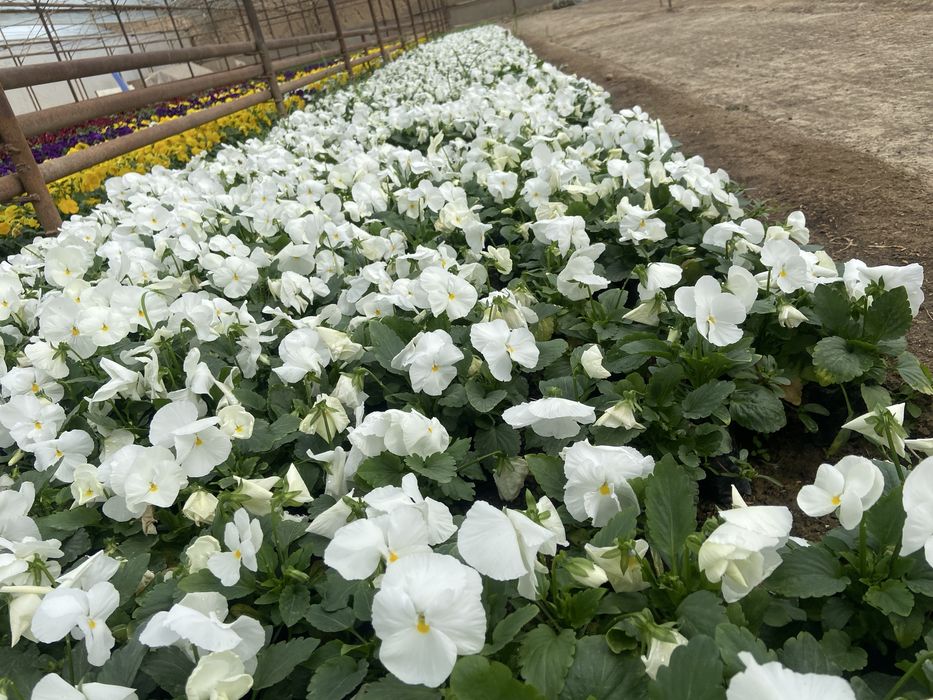 Mavsumiy viola gullari
