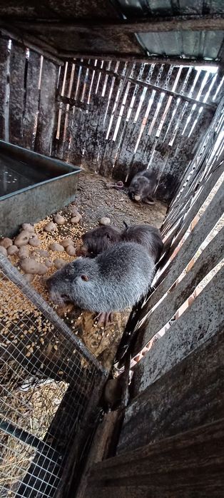 Vand 2 femele si un mascul de nutri