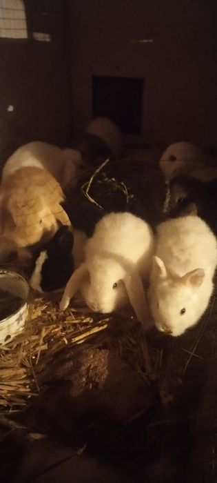 Karlik bolalalar sotiladi 40 kulik