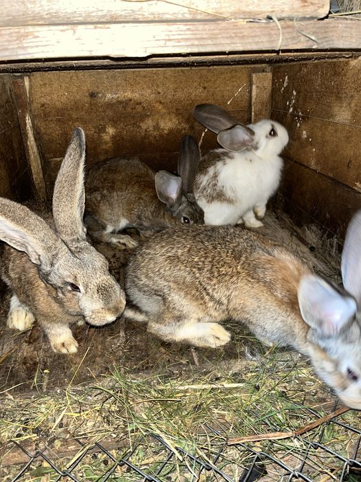 Vand iepurasi mici - mari