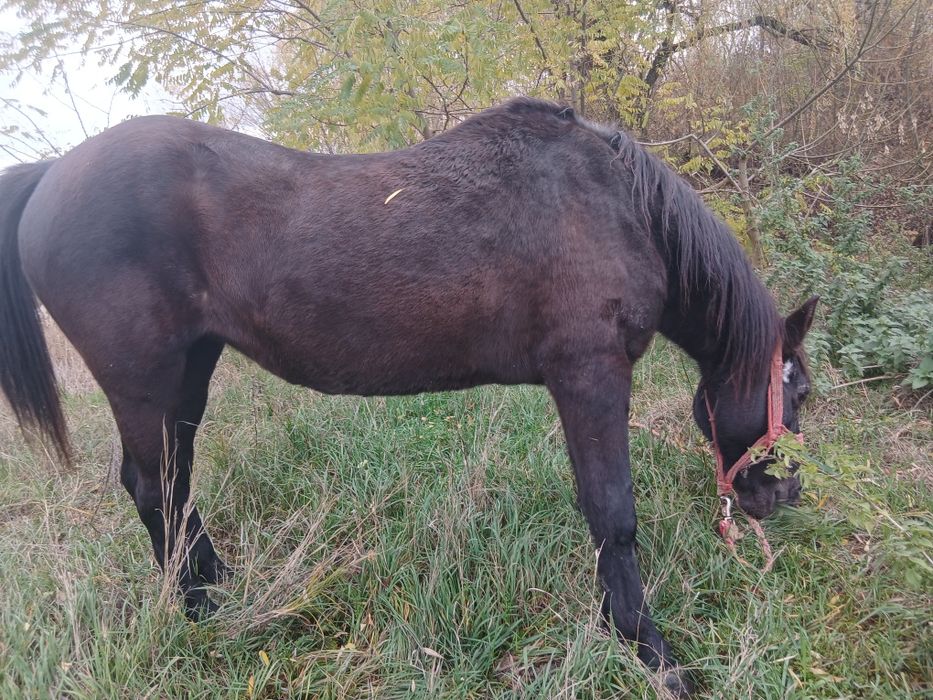 De vânzare iapă sau schimb