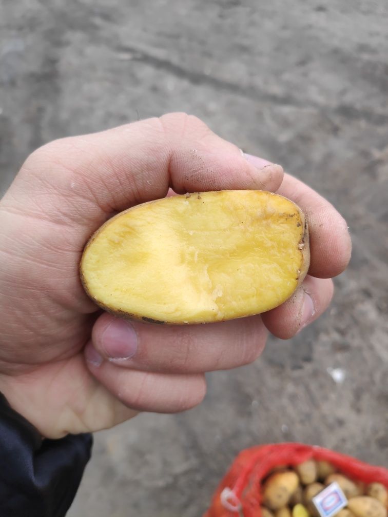 Семена картофеля,сорт Джувел