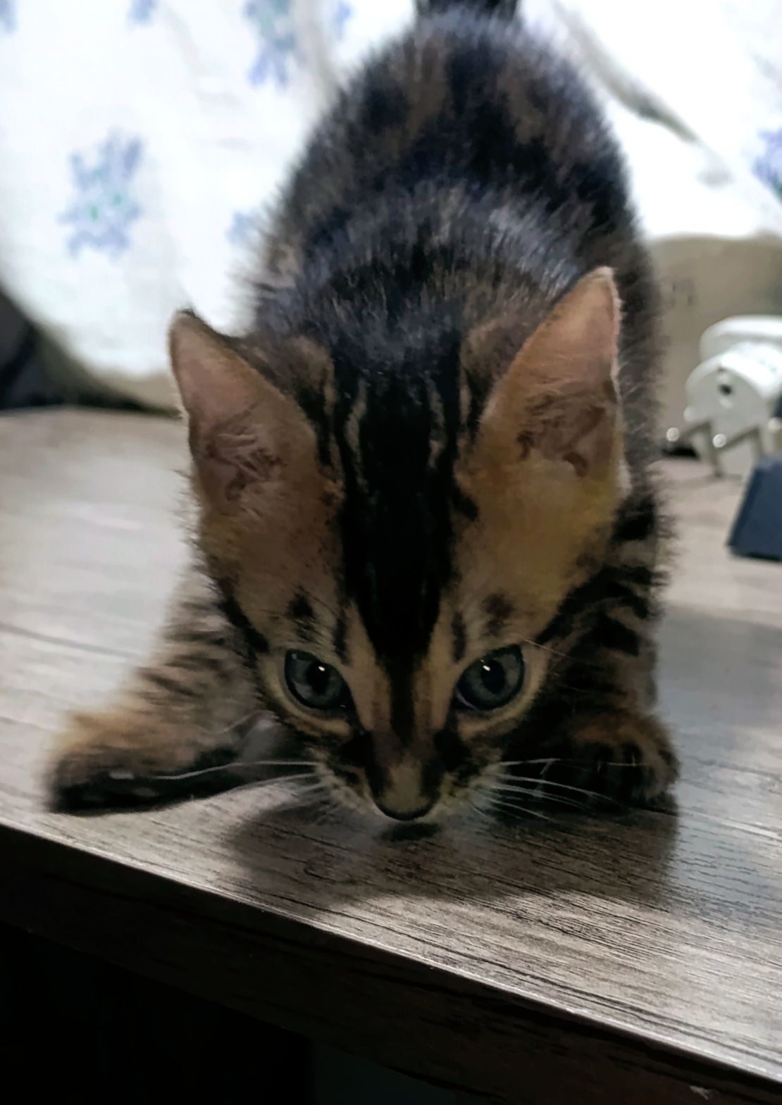 Продажа бенгальских котят