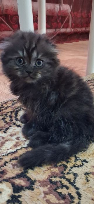 Чистокровный вислоухий мальчик