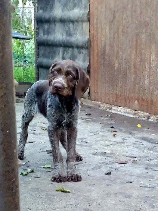 Pui brac german cu păr sârmos