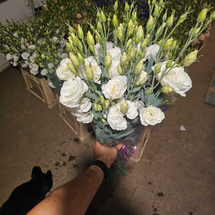 Lisianthus - flori en gross 5 culori