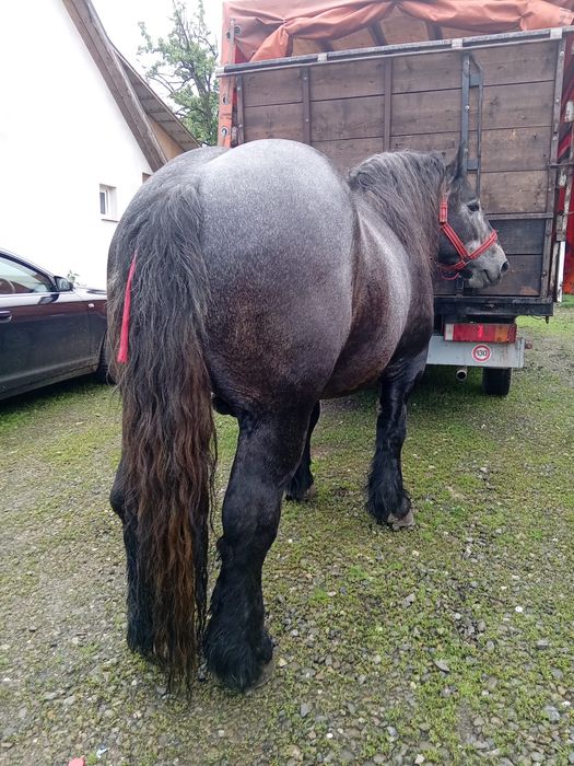 Vand armasar sur culoare coca cola