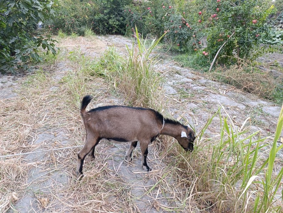 Sog'lom. Alpen takasi