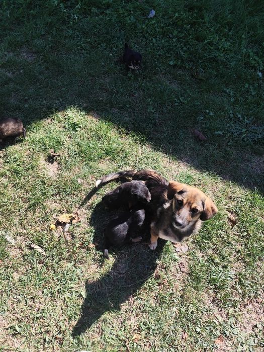 Donez cățeluși talie mica