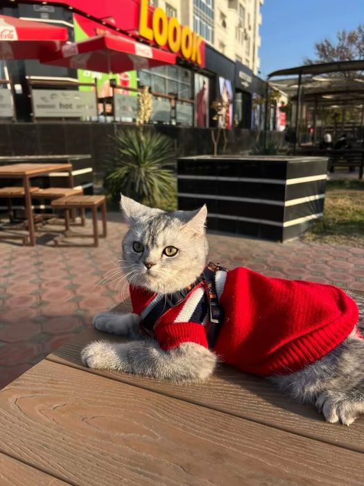 Ismi  dudu soglom kafolatlangan