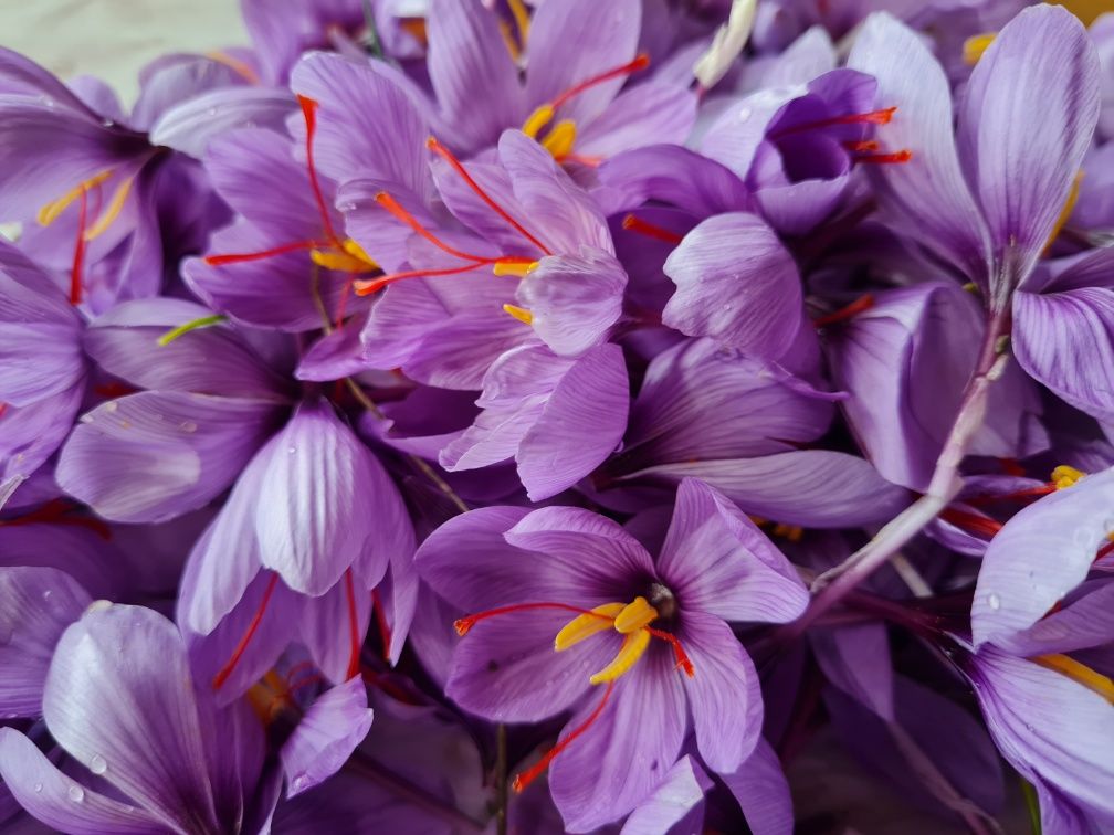 Sofran crocus sativus