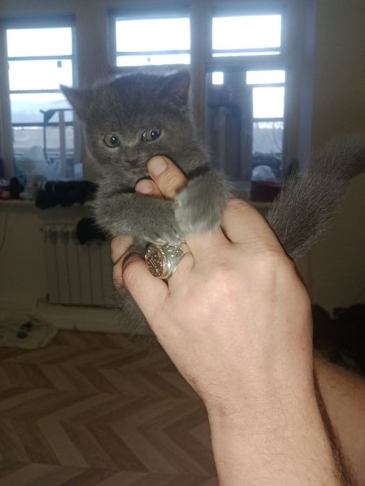 Отдам котенка даром