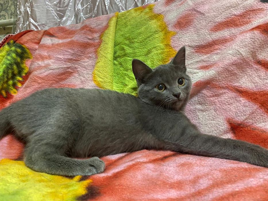 Котёнок-подросток и кошечка отдаю в самые добрые руки