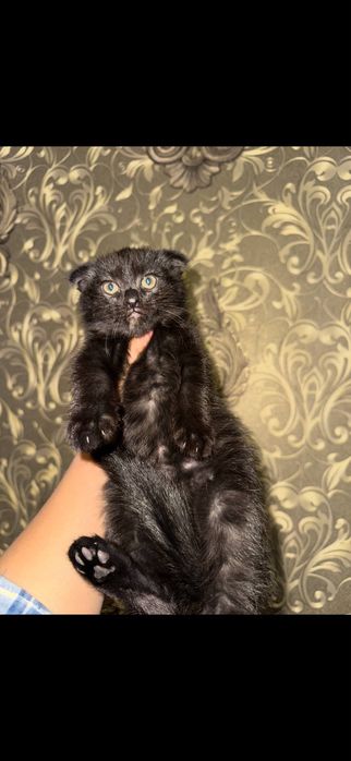 Скотиш страйт зотли