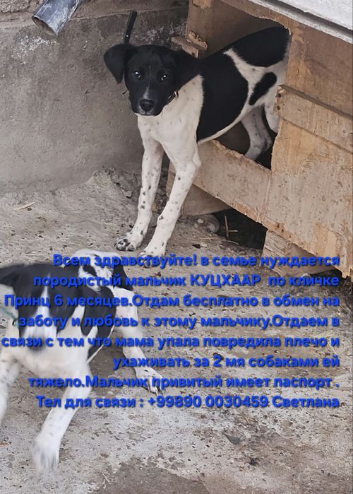 Куцхаар бесплатно