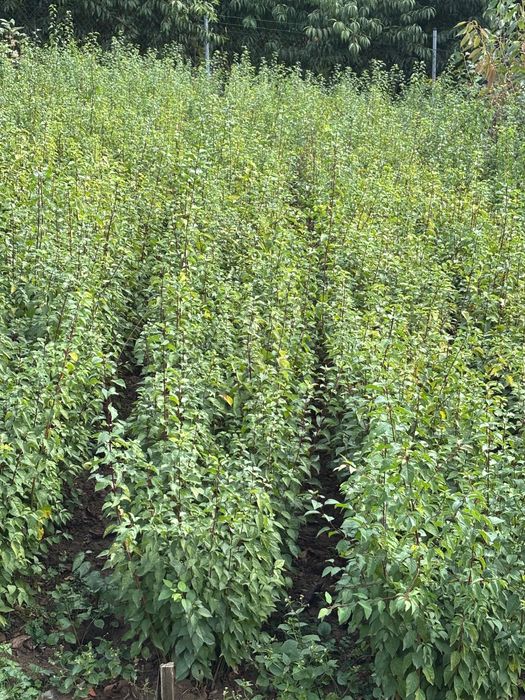 Vand Marcote de corcodus