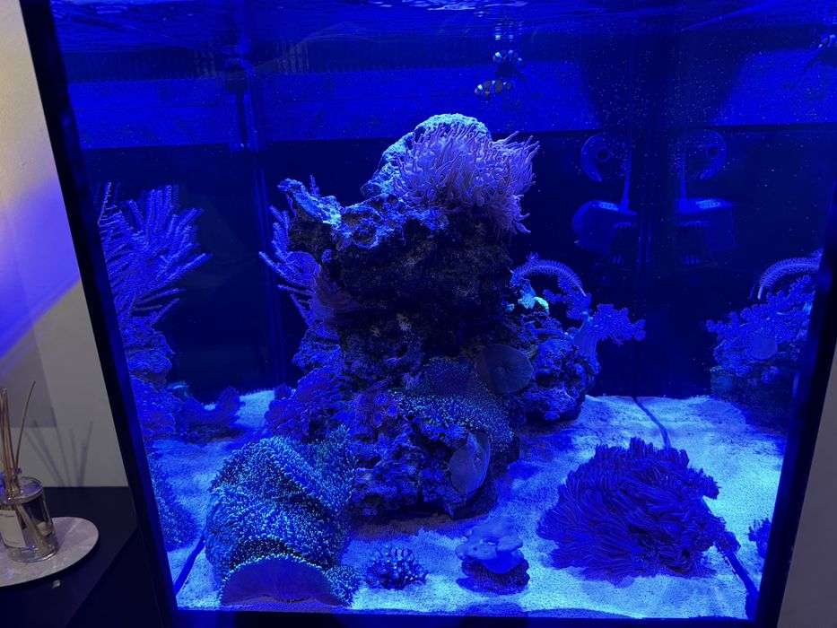 Acvariu marin complet cu corali Red Sea Max Nano Peninsula G2