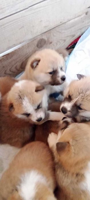 Мъжко кученце Акита