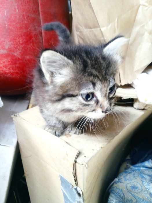 Котята от родителей крысоловов