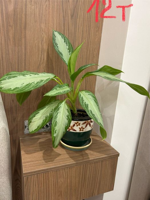 Комнатные растения