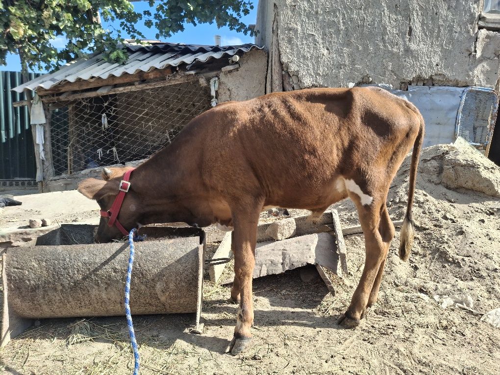 Buqacha sotiladi tezda