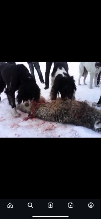 алпауыт тазы күшіктері