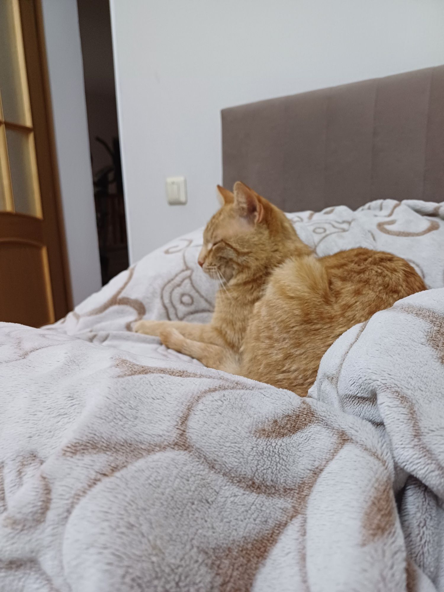 помогите найти кота