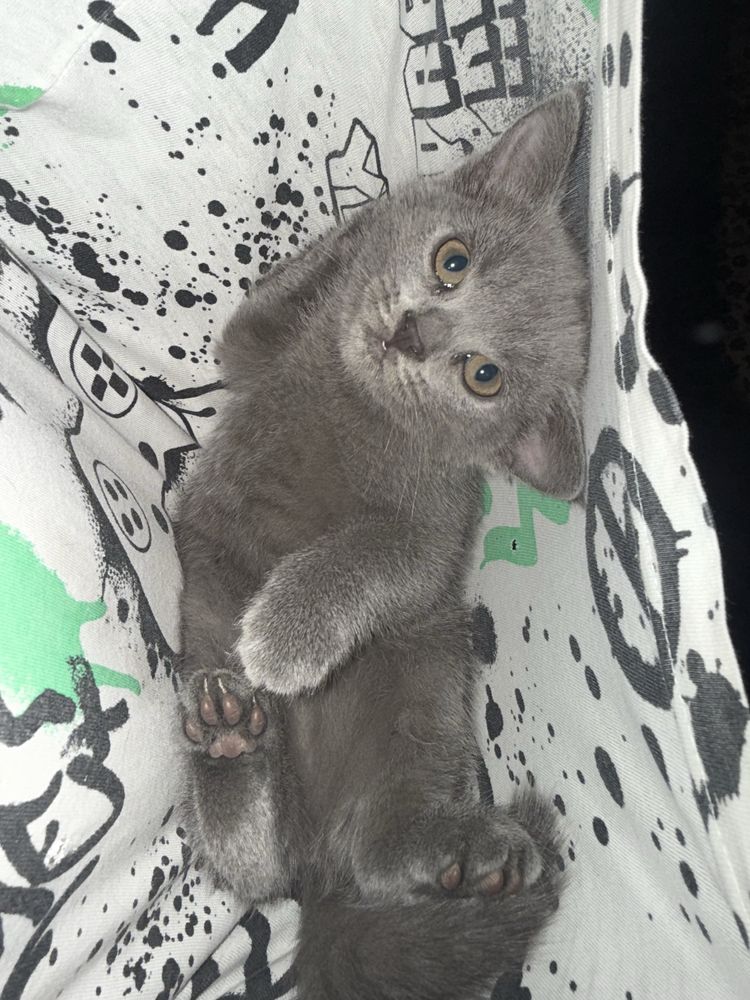 Котята продаются