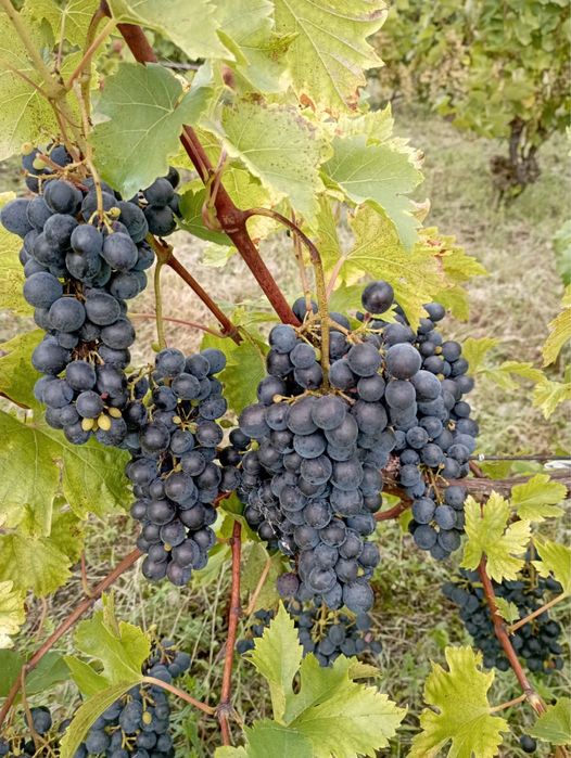 Struguri de vin de vanzare