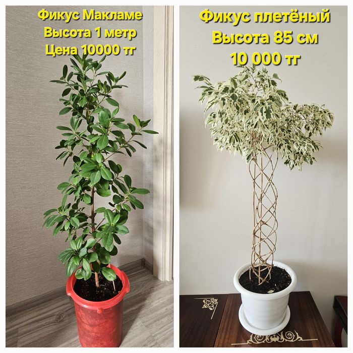 Комнатные растения, фикус