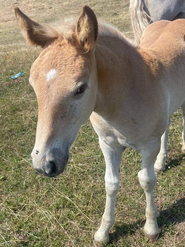 Vând 4 mnzute  în vârstă 1.an