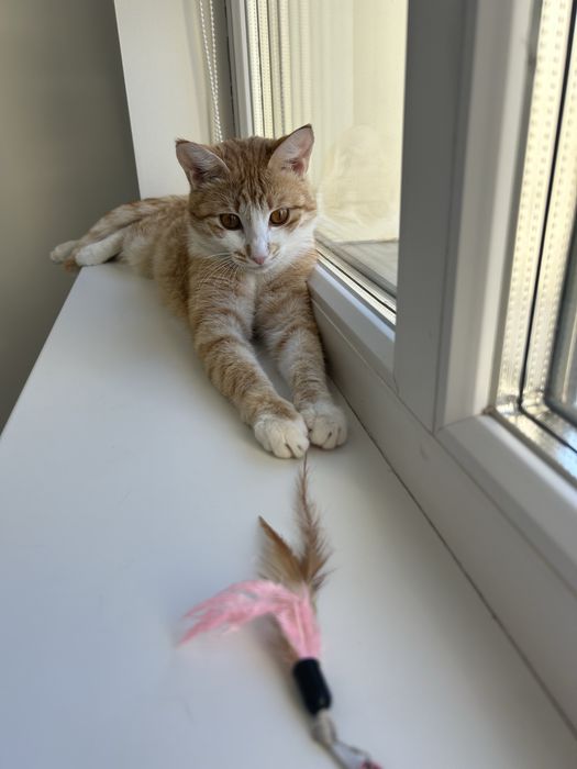 Кошка котенок кот